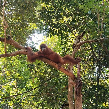 Asim Paris Guesthouse & Jungle Trekking Bukit Lawang Exterior photo